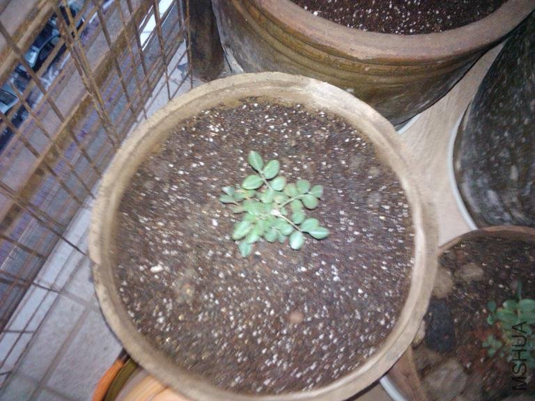 2011-01-05 07.31.24.jpg