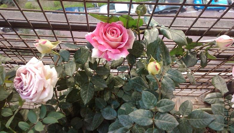 2011-01-05 07.31.53.jpg