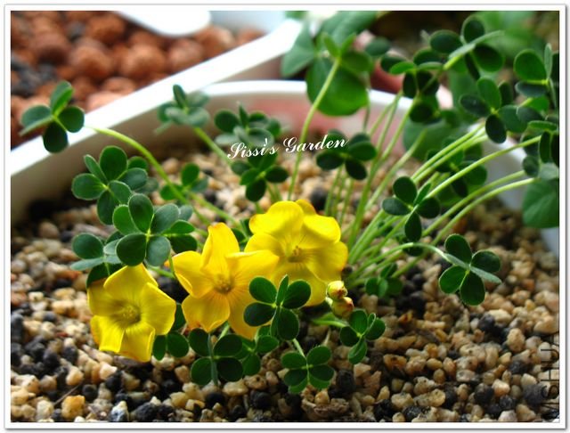 nEO-IMG-110107 041.jpg