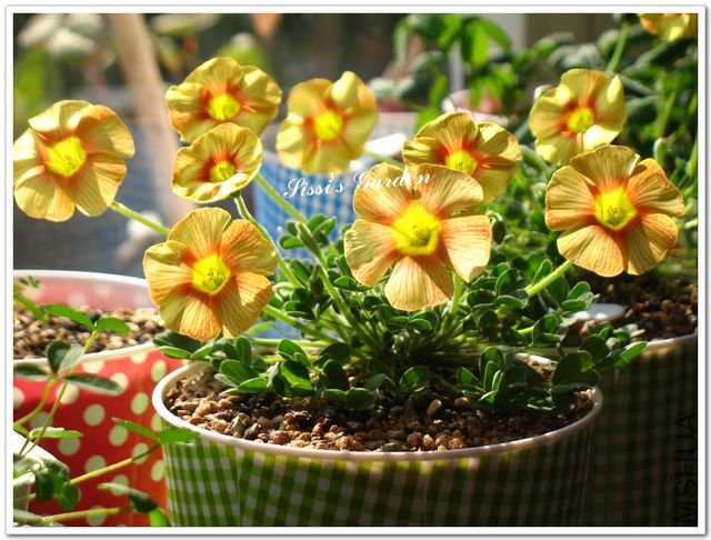 nEO-IMG-110107 005.jpg