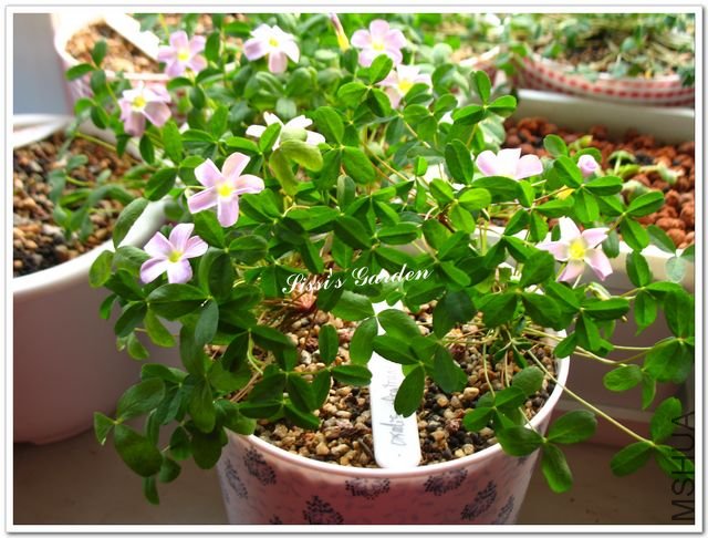 nEO-IMG-110107 032.jpg