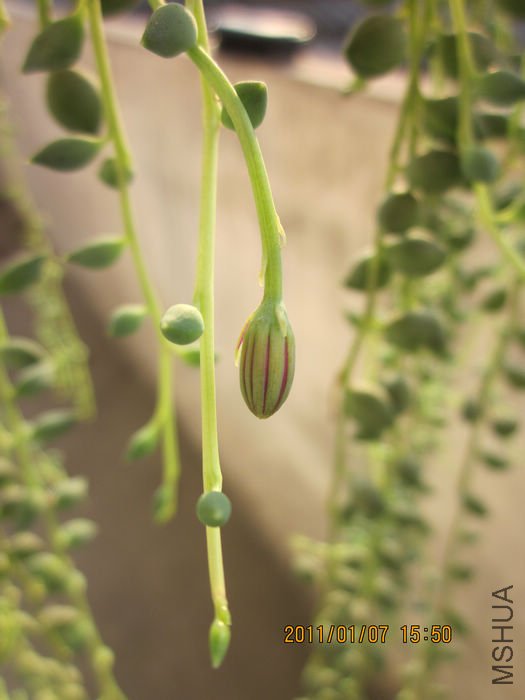 IMG_1740.jpg