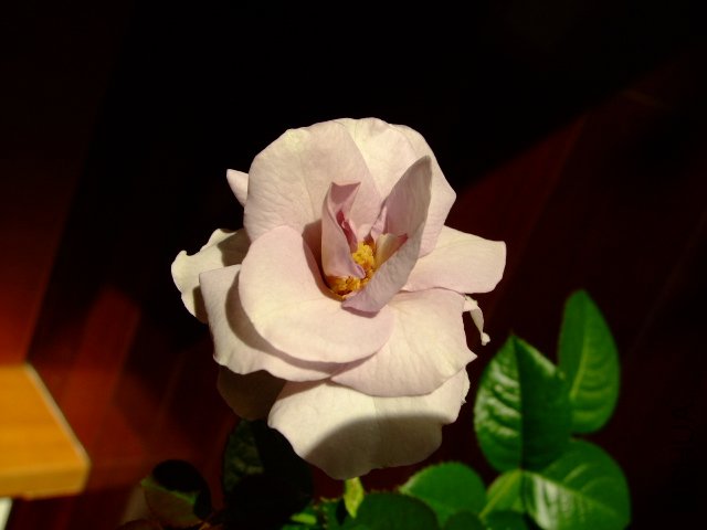 DSCF0292.JPG