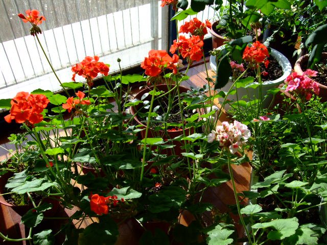 DSCF0286.JPG