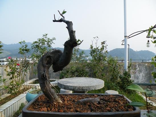 DSCF0635.jpg