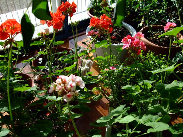 DSCF0285.JPG