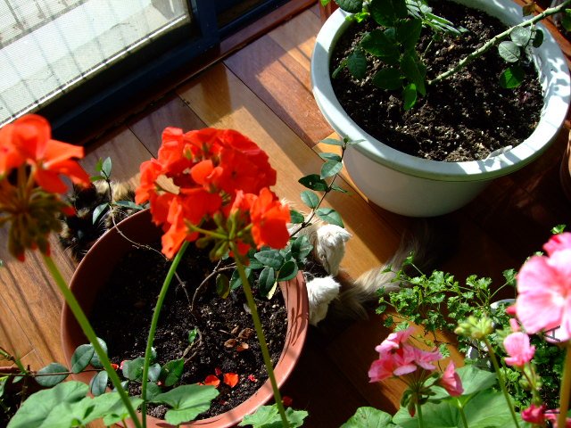 DSCF0288.JPG