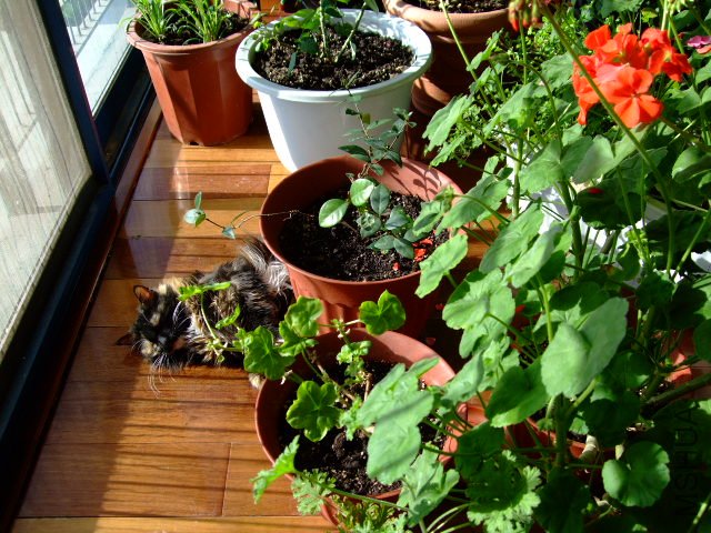 DSCF0287.JPG