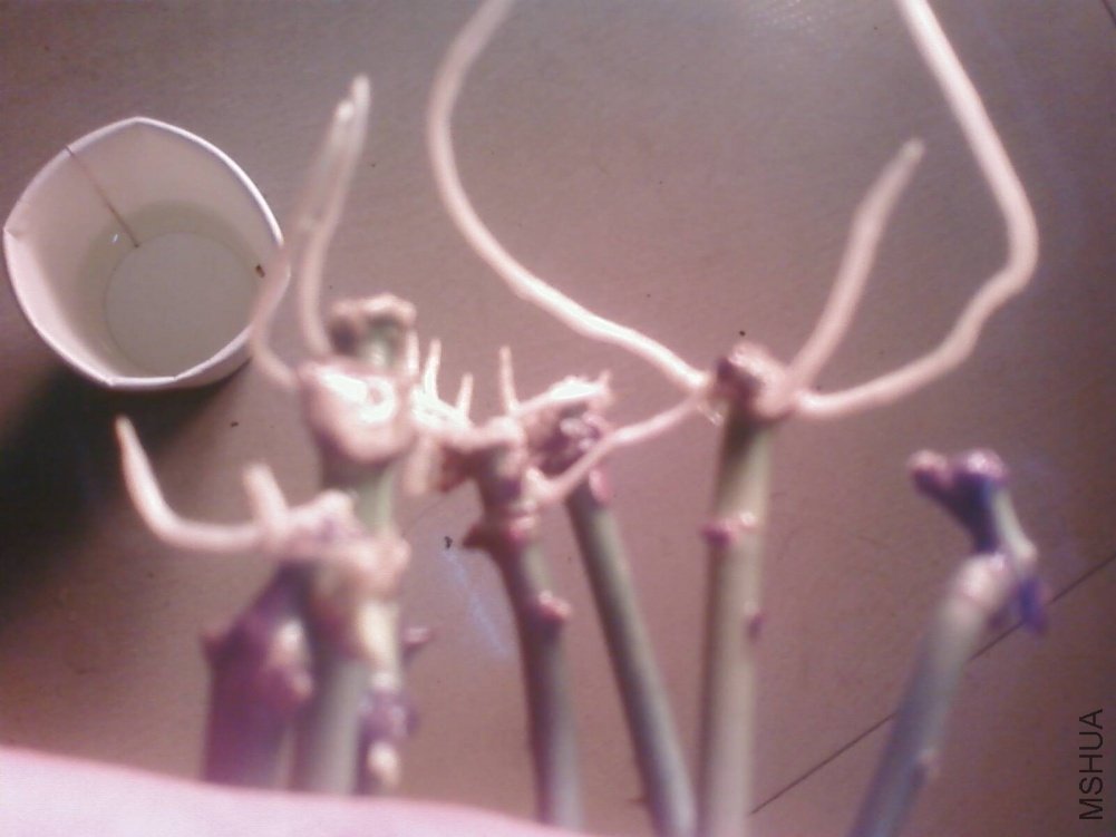 PIC-0006.jpg