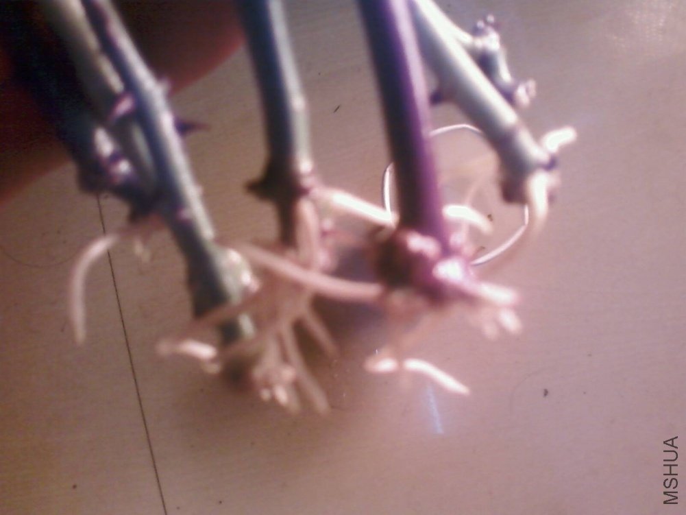 PIC-0005.jpg