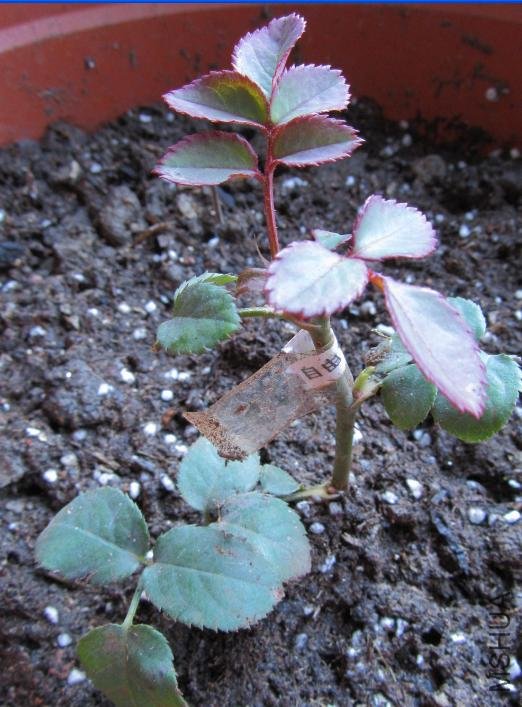 ���ɾ���