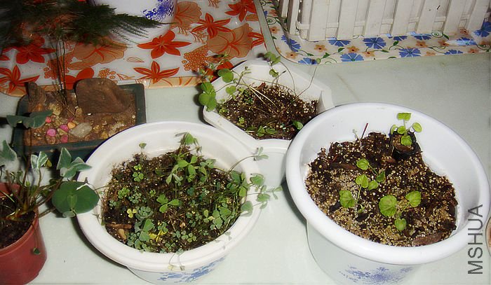 DSC05834.JPG
