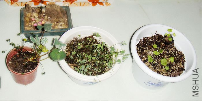 DSC05827.JPG