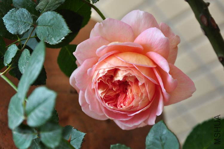 DSC_9279.JPG