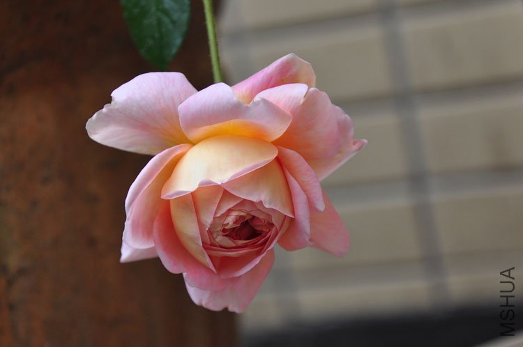 DSC_9281.JPG