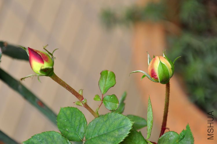 DSC_9276.JPG