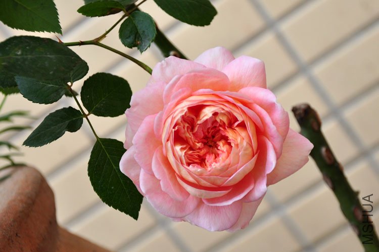 DSC_9284.JPG