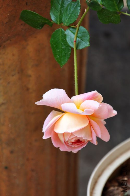 DSC_9310.JPG