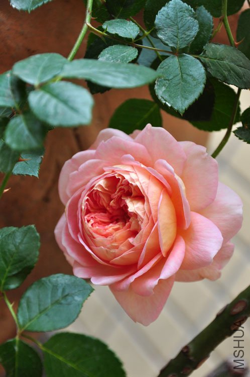 DSC_9286.JPG