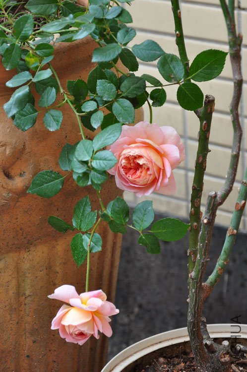 DSC_9311.JPG
