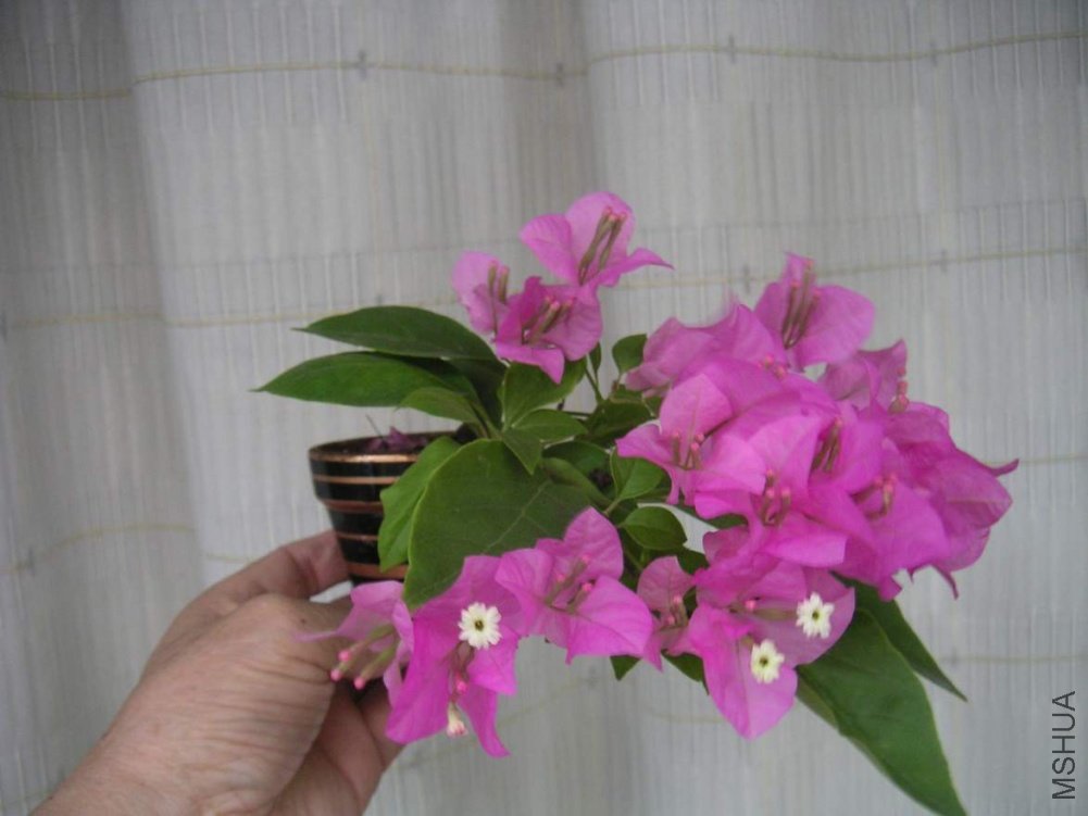 ���� 100910 12.JPG