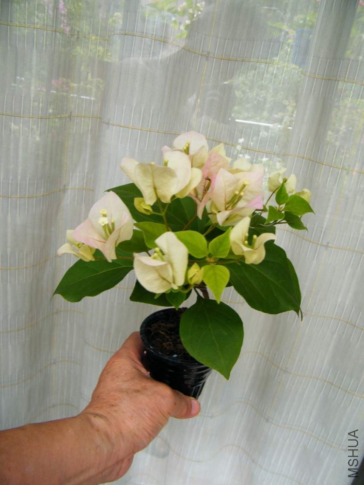 ���� 100904 022.jpg