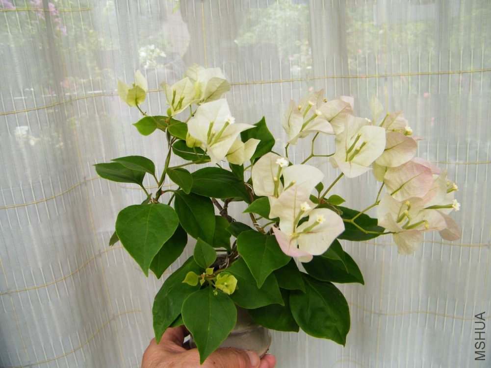 ���� 100904 027��ӣ.jpg