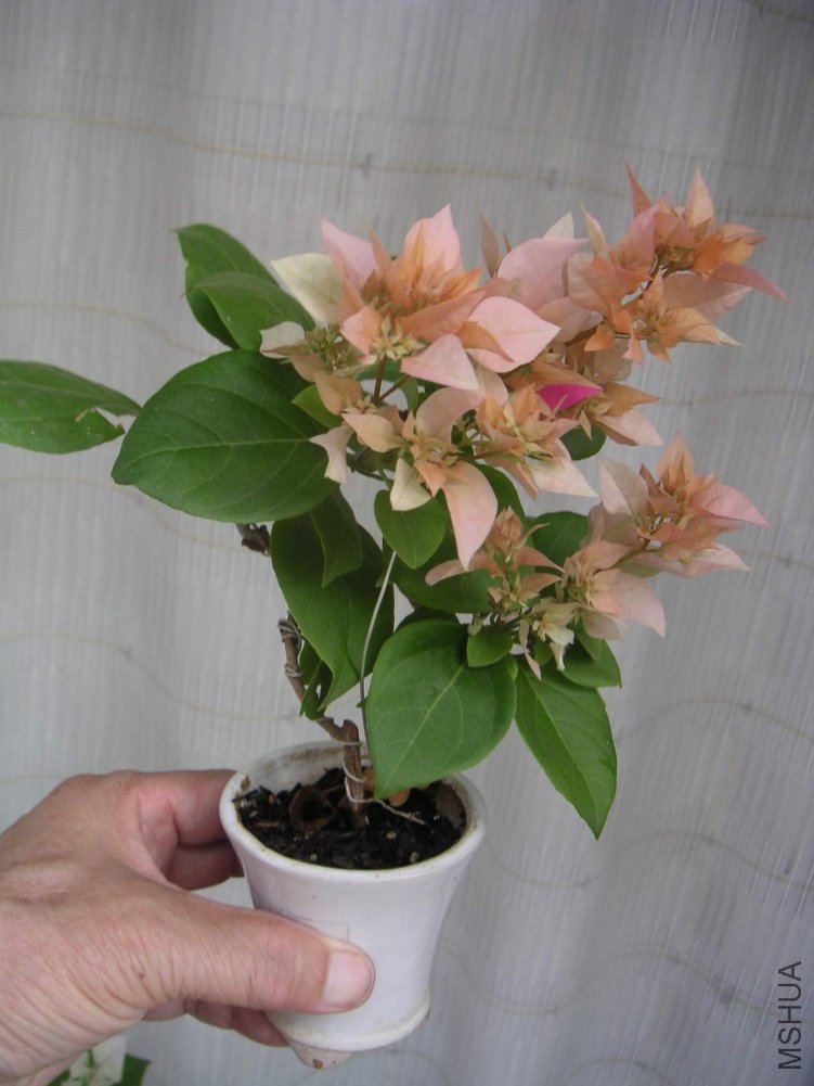 ���� 100907 17.JPG