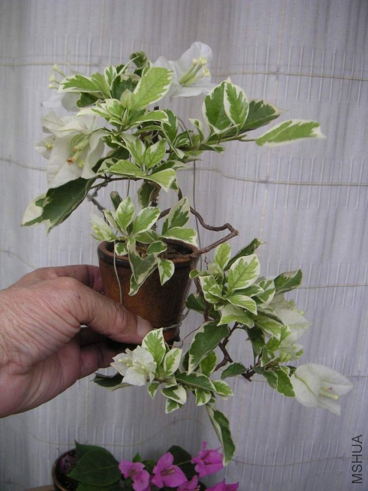 ���� 100910 16���߰�.JPG