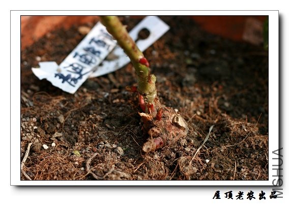 ŷ�¡����ѵ���Ƥ��ã�����ؼҾ���������׳��֦���ڸ��ˣ������Ժ�����׳׳��ѿ�������ǲ����е����Ұ�