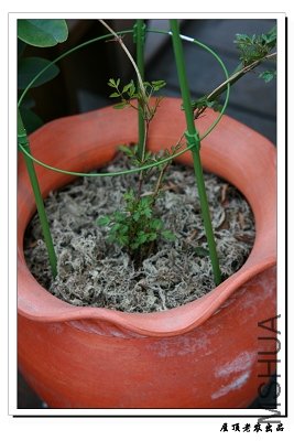 С�̳����5����֦