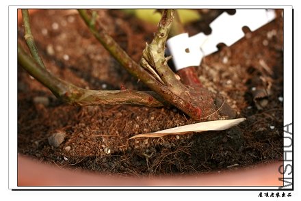 �ҵ������ŷ�� ��ɳ��ʯ����Ȼ�������ţ�