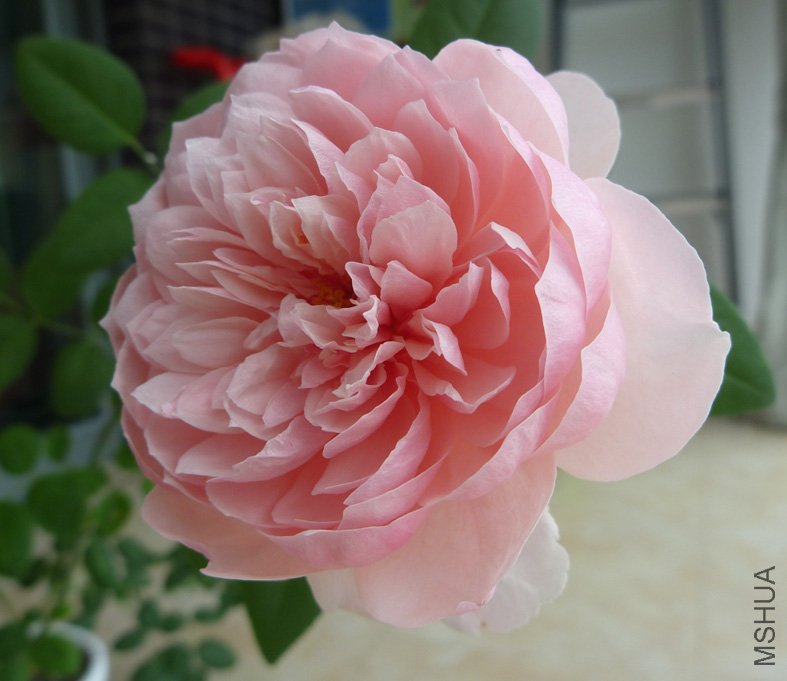 P1000232b.jpg