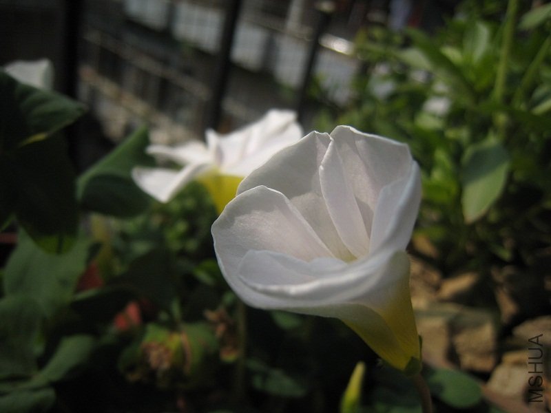 IMG_3736.JPG