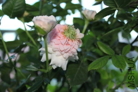 IMG_0765d.JPG