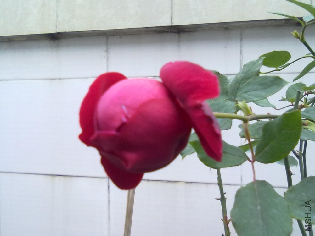 20110111477.jpg
