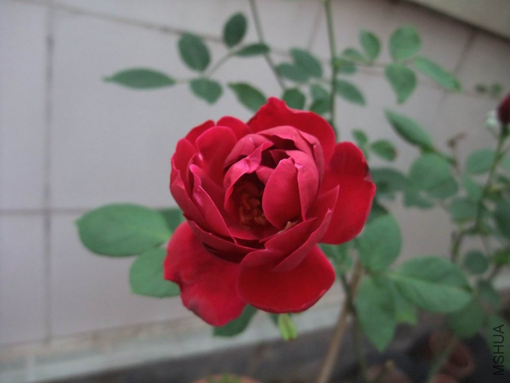 ������С DSCF2890.JPG