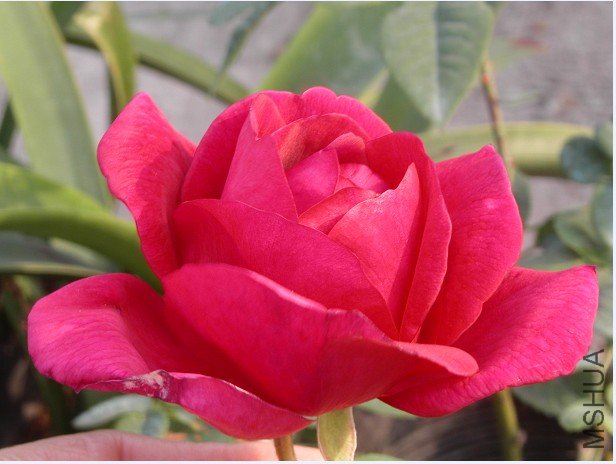 2011011302.jpg