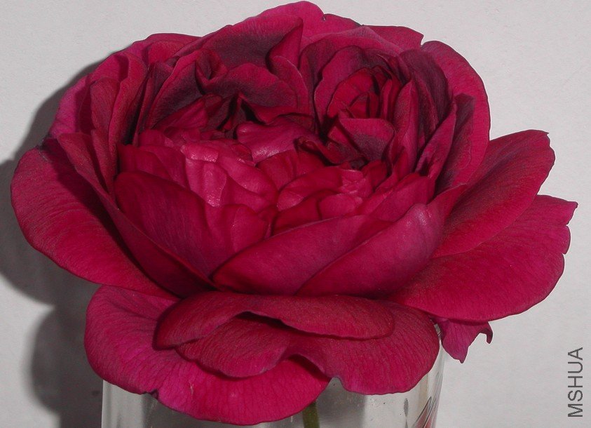 2011011305.jpg