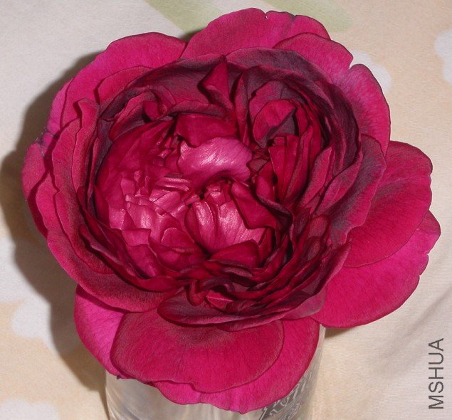 2011011307.jpg