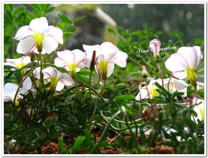 nEO_IMG_1101010 010.jpg