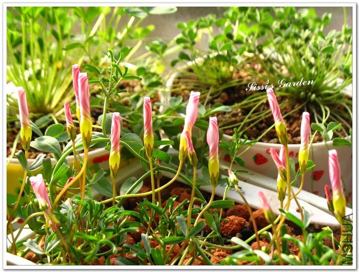 nEO_IMG_1101013 009.jpg