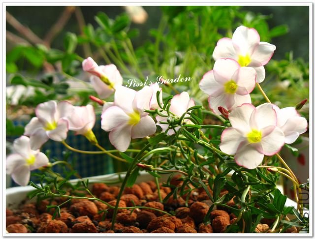 nEO-IMG-1101010 032.jpg