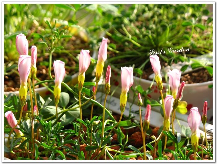 nEO_IMG_1101013 014.jpg