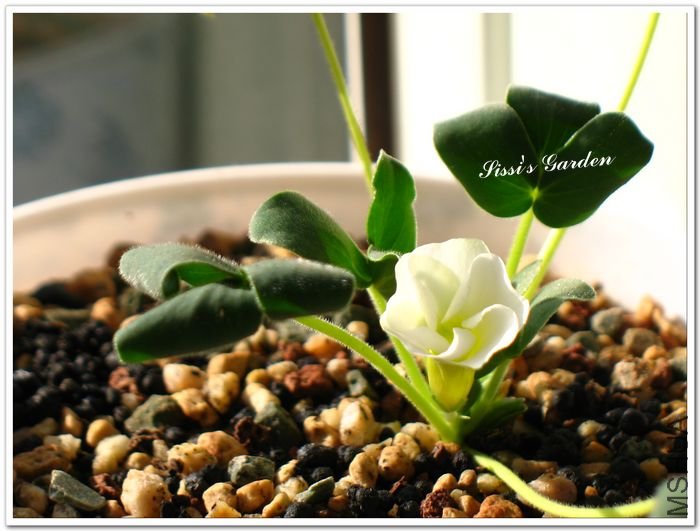 nEO_IMG_1101013 013.jpg