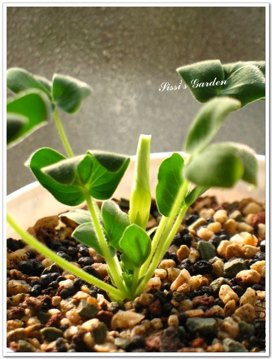 nEO_IMG_1101013 008.jpg