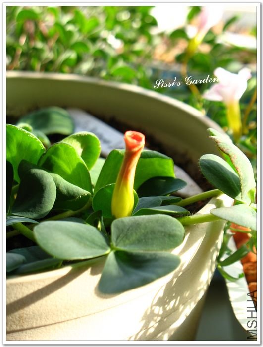 nEO_IMG_1101013 016.jpg