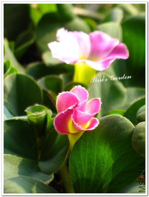 nEO-IMG-1101013 012.jpg