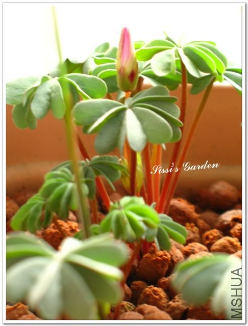 nEO-IMG-1101013 003.jpg