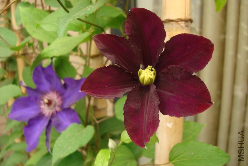 Warsaw Nike&the President.jpg